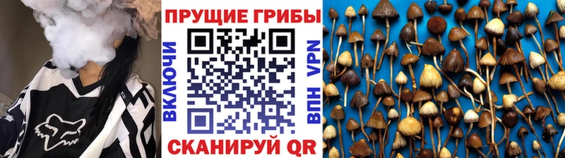 нарко площадка официальный сайт где купить наркоту Новоалтайск Псилоцибиновые грибы GOLDEN TEACHER