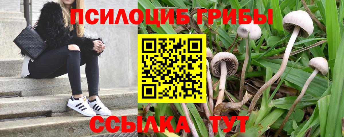 Галлюциногенные грибы Cubensis  Вход с VPN  Новоалтайск 